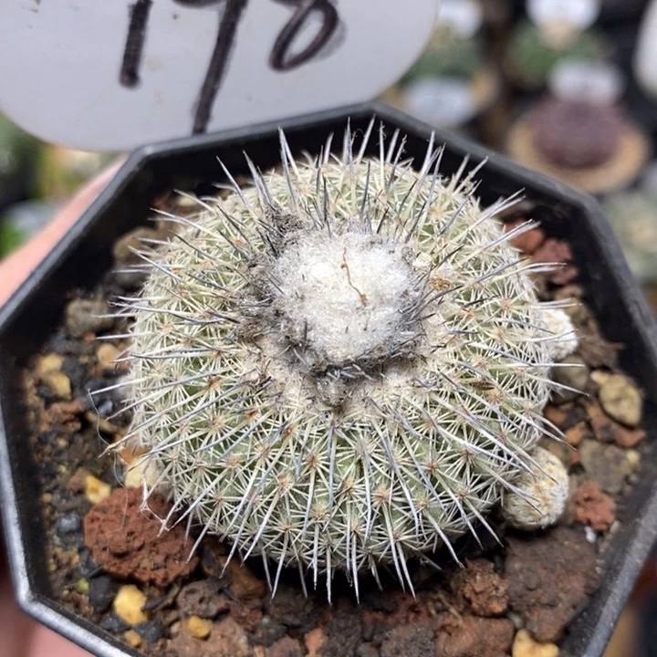 乌月丸198号4cm