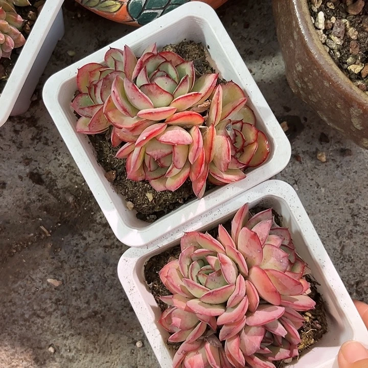 牡丹亭4688）哼哼唧唧oijnnn