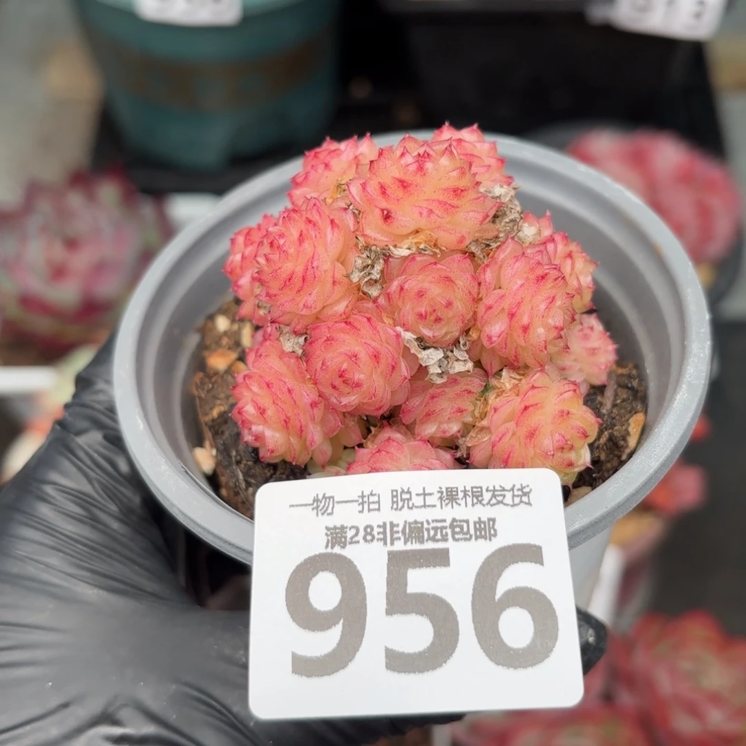 麦秆群无盆土发货