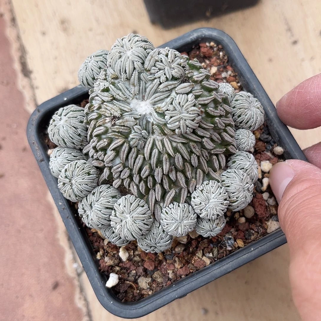 精巧丸仙人球一物一拍