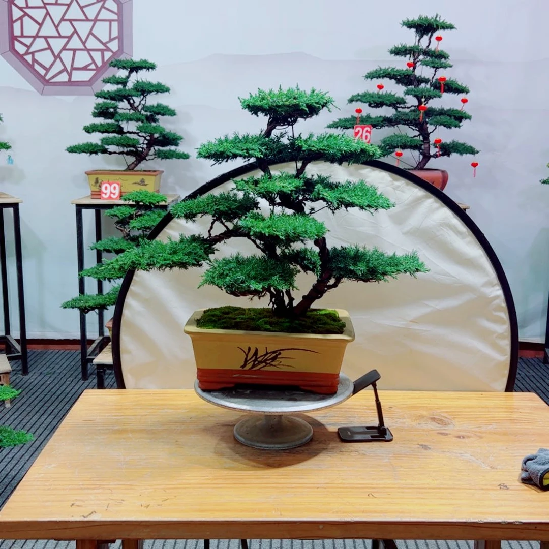 原生桩龙爪松盆景