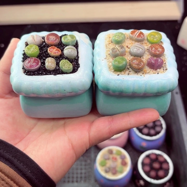 915盆口微瑕凑满18包邮零下地区记得拍保温箱