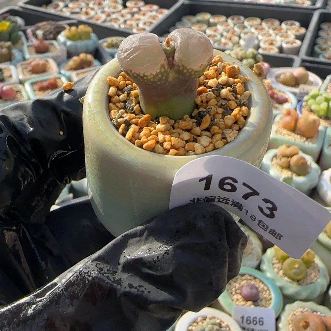 1673-一物一拍 带盆