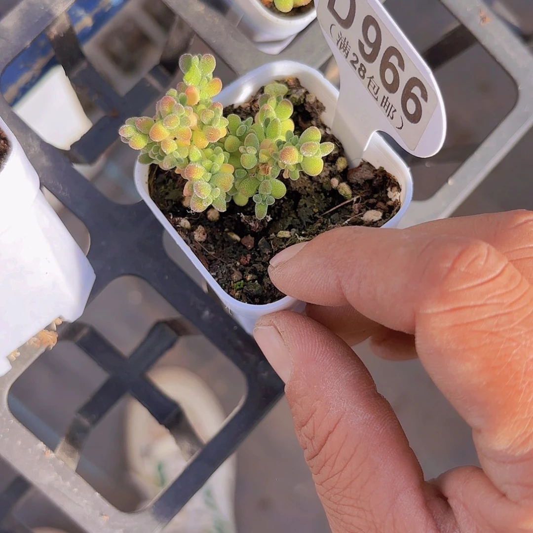 D966莱斯一物一拍