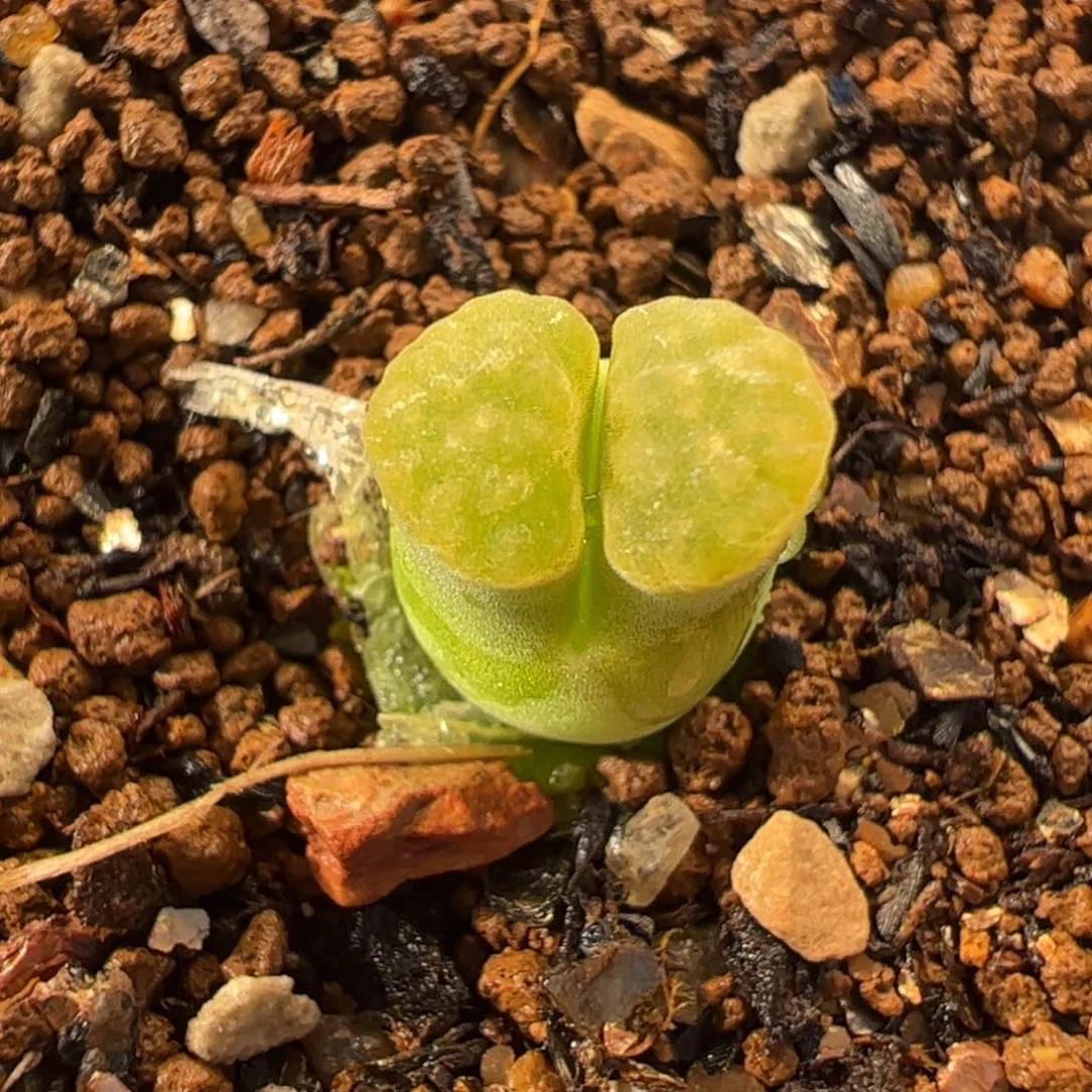0258多肉植物百科