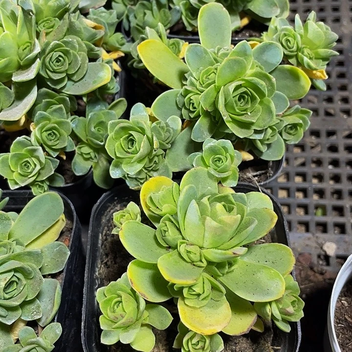 6.5方山地玫瑰群带盆