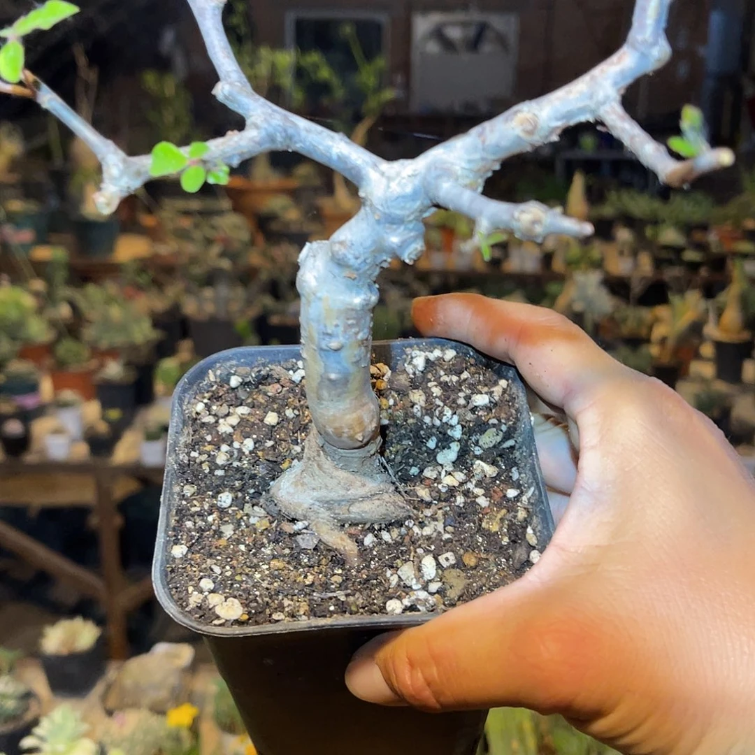 奥比克橄榄多肉植物