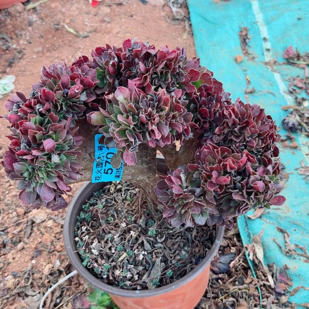 缀化5701多肉植物