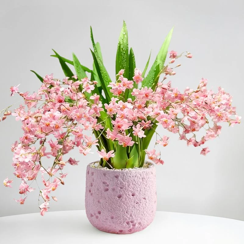 文心兰带花苞盆栽香水梦香兰花卉绿植室内植物客厅办公室桌面盆景