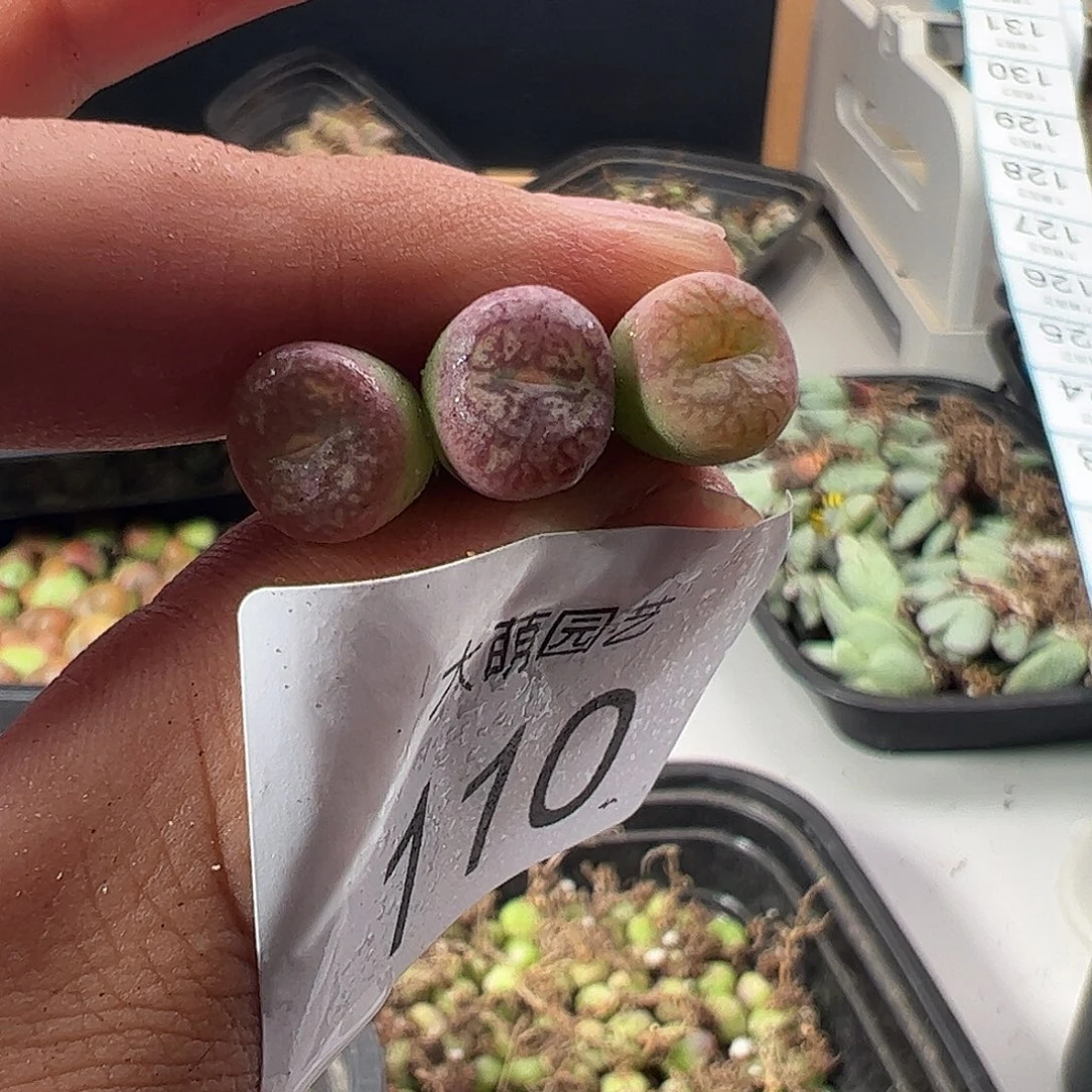一物一拍。          110