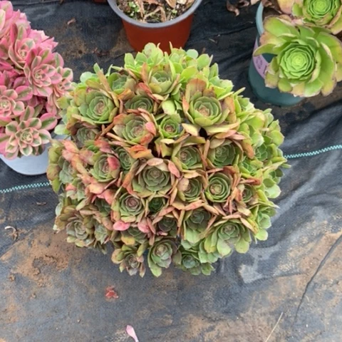 万圣节16多肉植物法师