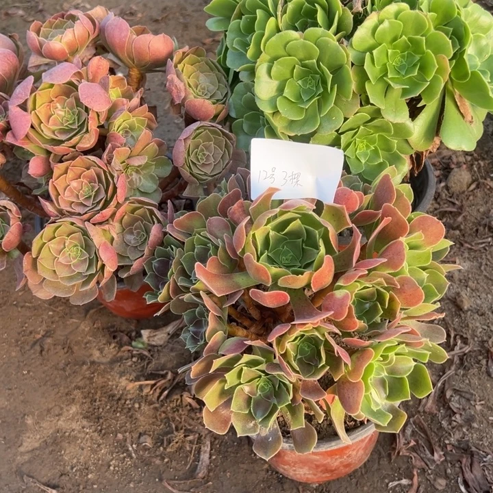 家***妇12号3颗多肉植物，不包断头