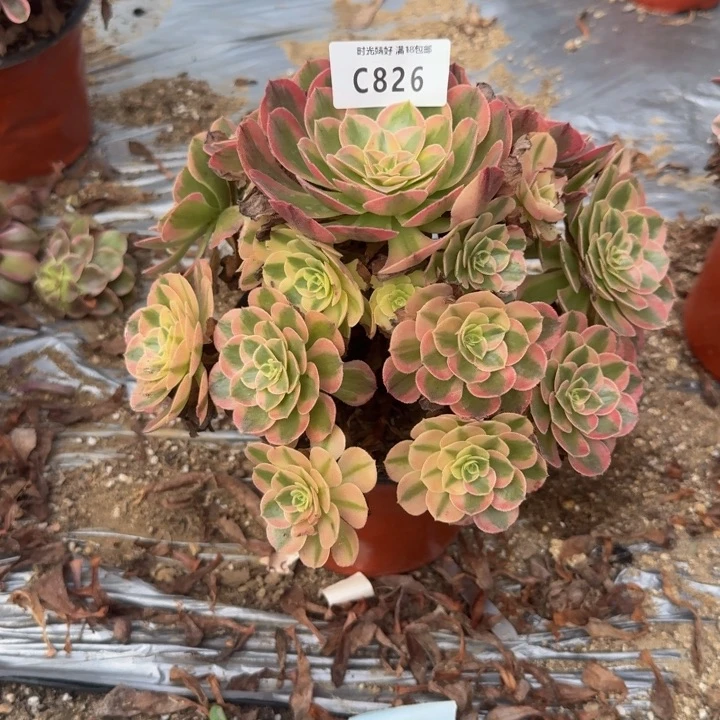 826火龙果 多肉植物