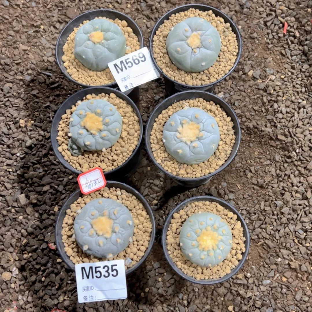 ?**?m569彩虹专拍升舱明天发