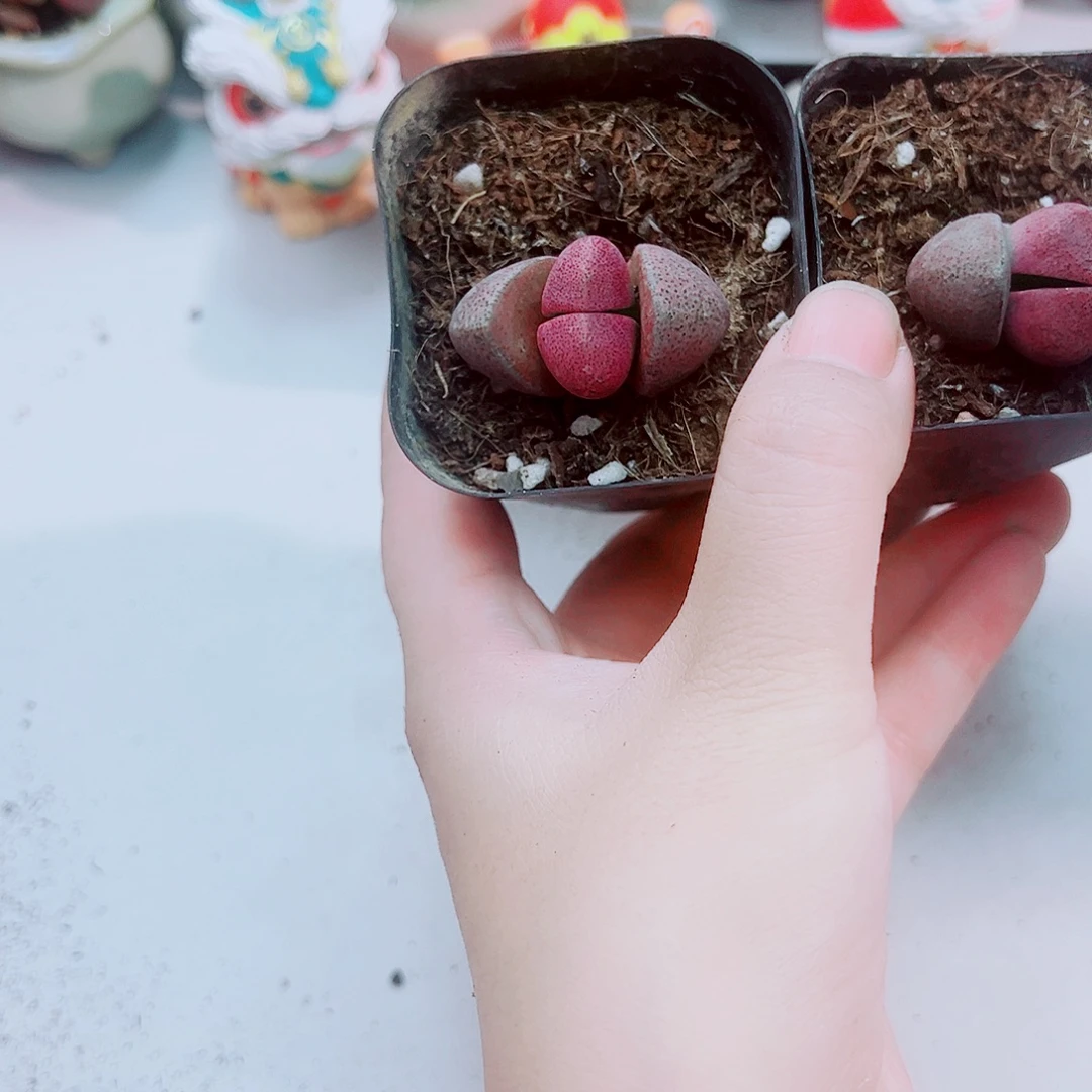 紫帝玉元宝多肉植物