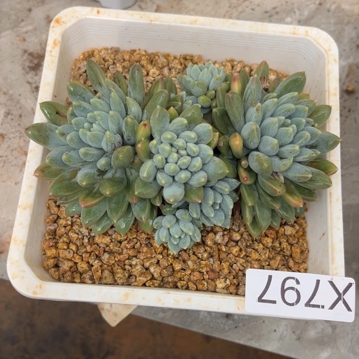 奶糖797 满两单包邮