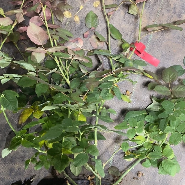 少量花朵（建议范围：2朵-5朵 或40%以下）37红色城堡