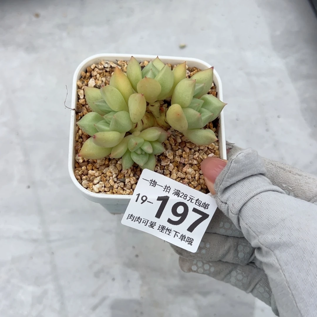 黄金象牙多肉多肉多肉多肉多肉