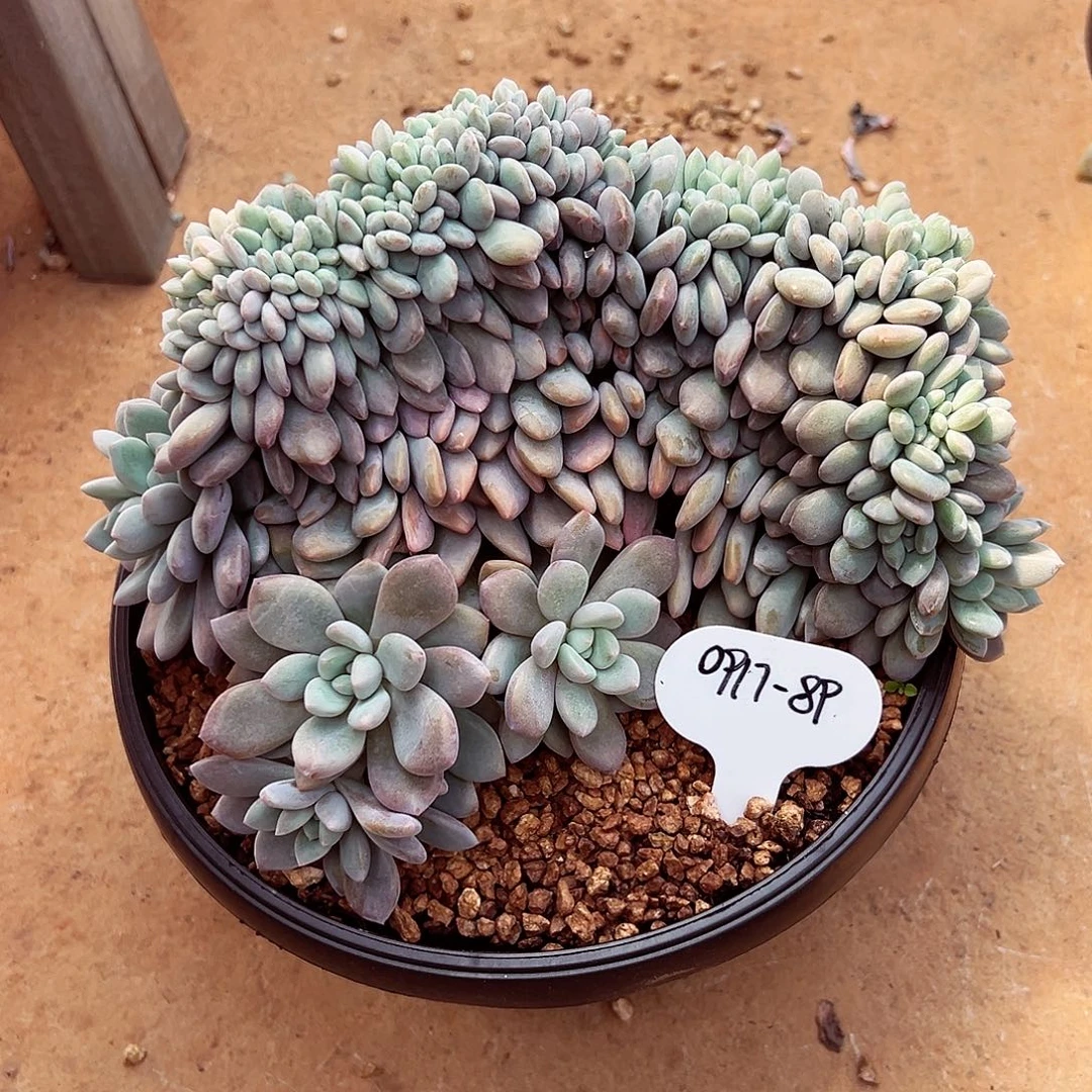 0917-89绝绝子奥橙缀