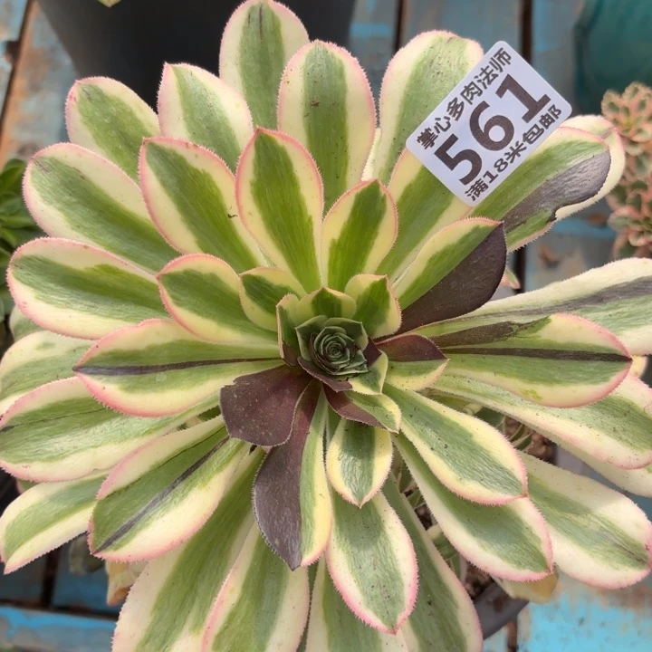 561白兰地掌心多肉法师锦不包侧枝断枝的？