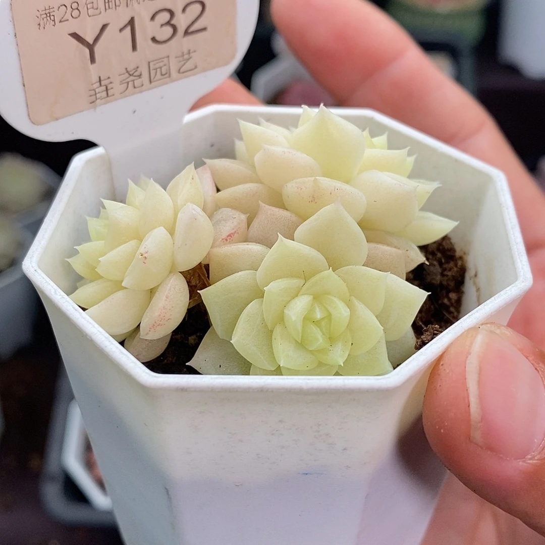 0132 白天鹅 5.5cm