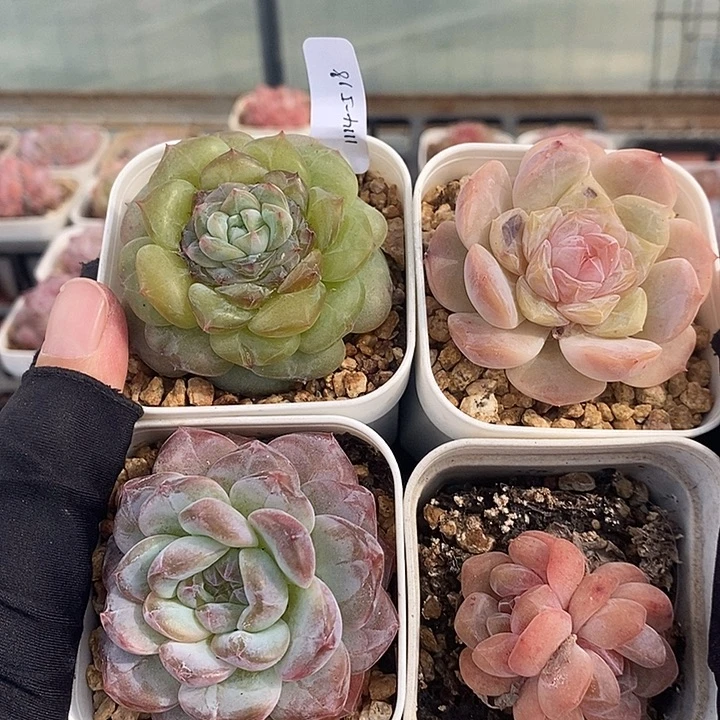 1114-518，冰魄糖心4个