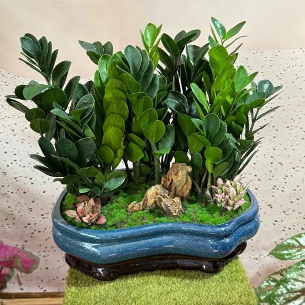 招财金钱树室内盆栽四季常青可DIY精美盆组合适合办公居家