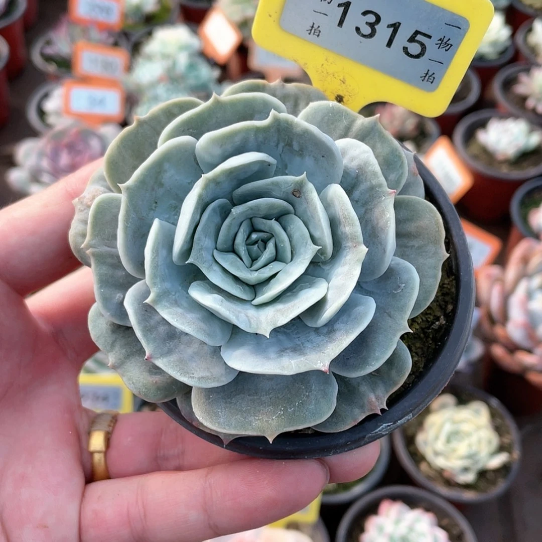 【闪购商品】1315号