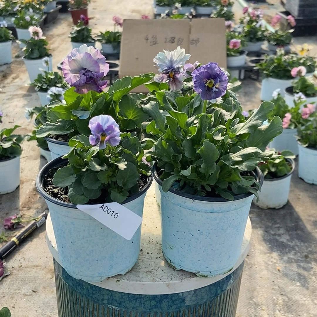 大部分花苞少量开放10