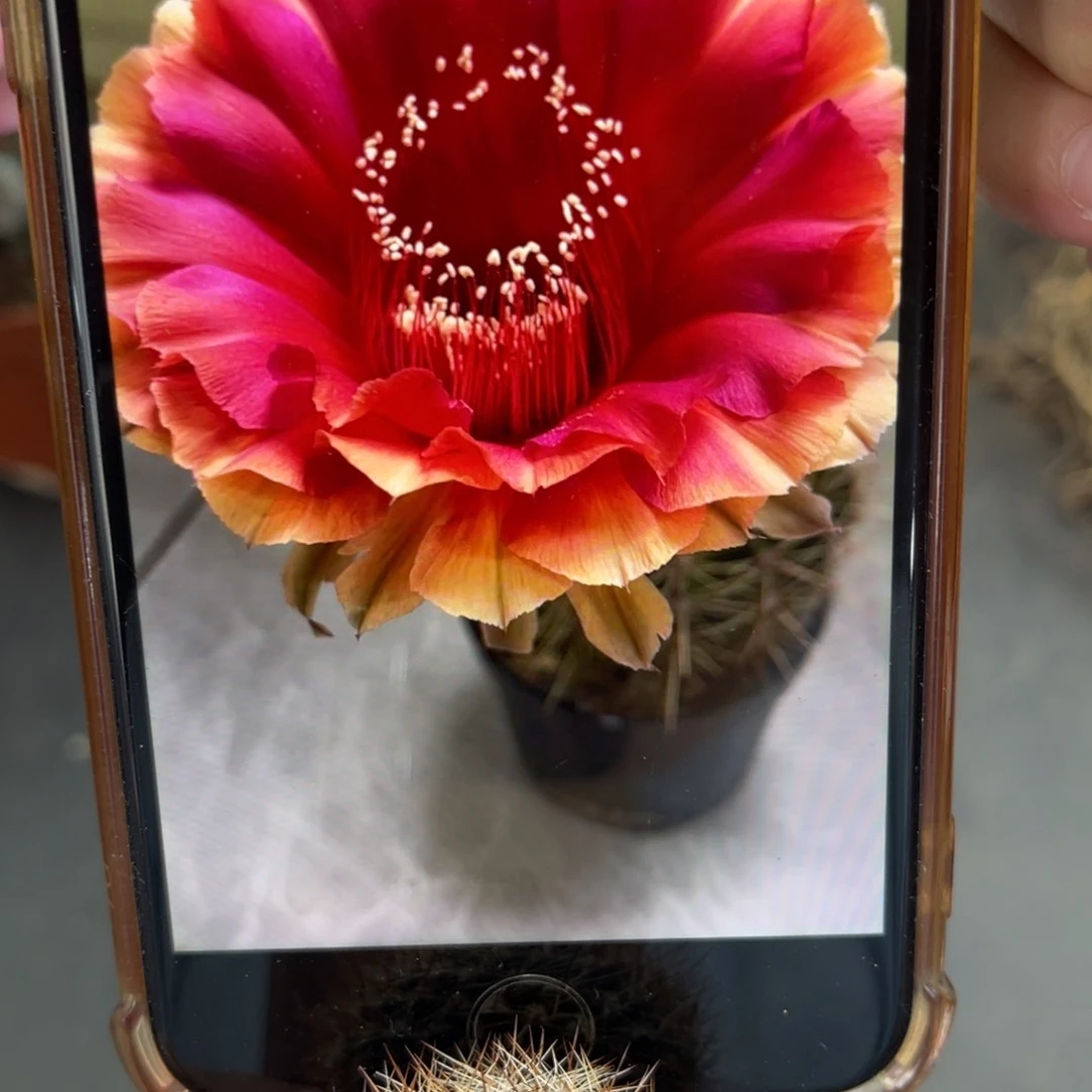 彩草香香七夕侧芽3-3.5公分左右