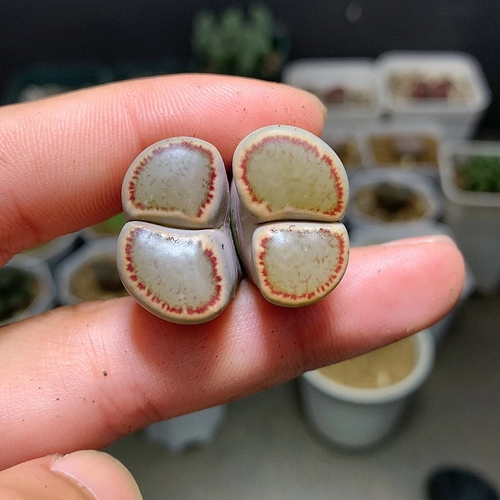 精品多肉植物精品多肉