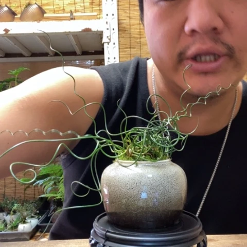 红陶?*?一物一拍所见即所得43