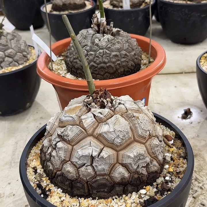 阳***光汤圆植物龟甲龙深裂嗯