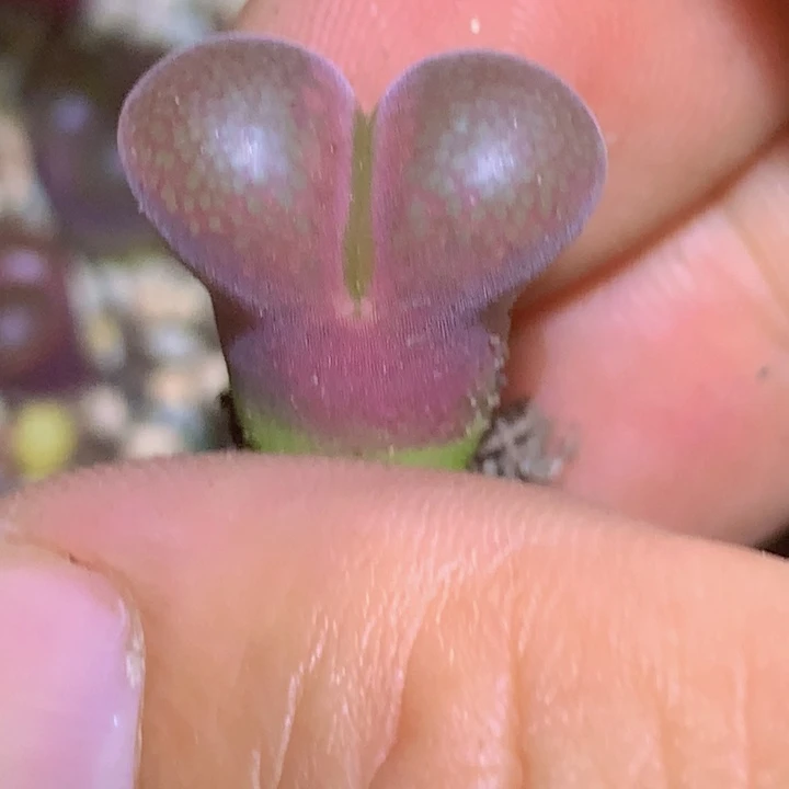 55696596865658585555