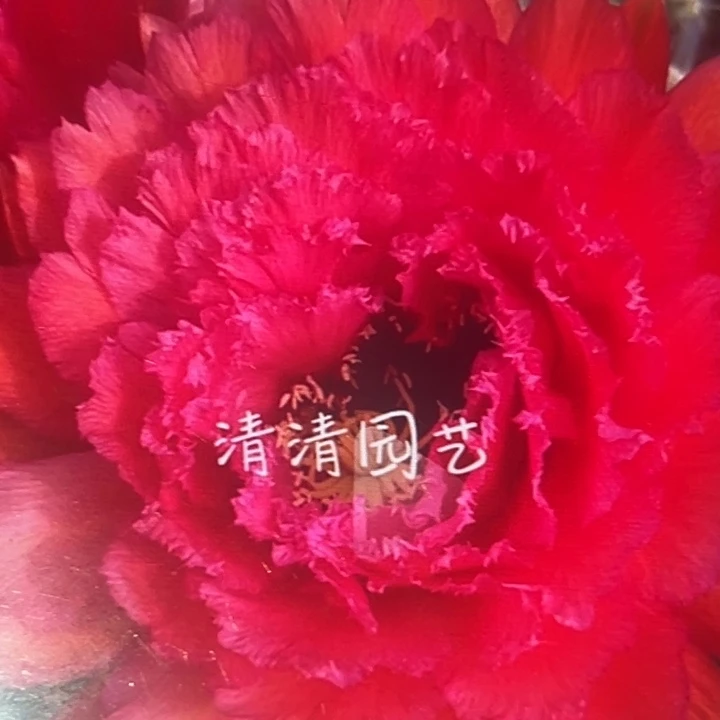 清清荣耀加强根瑕疵仙人球