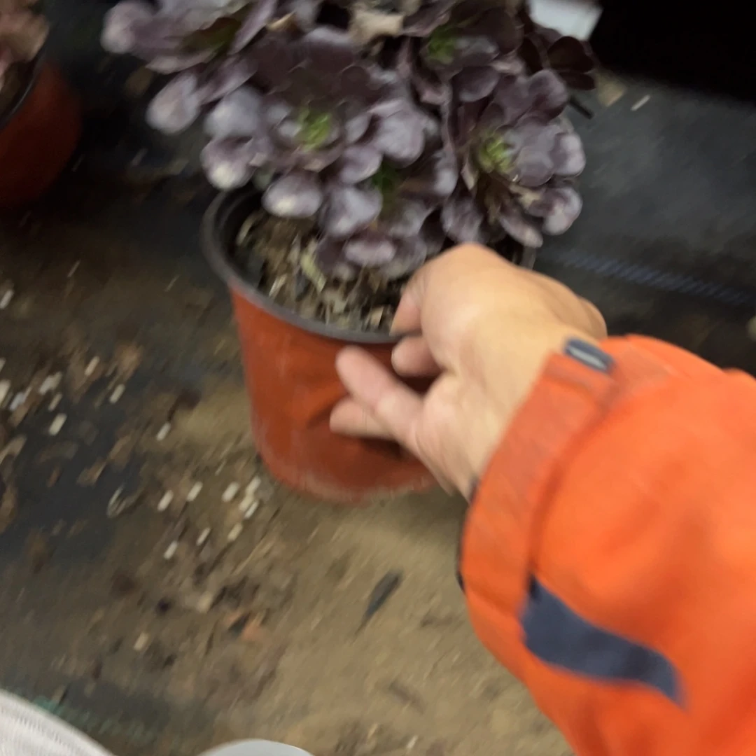 欢***！190黑法师多肉植物法师多肉