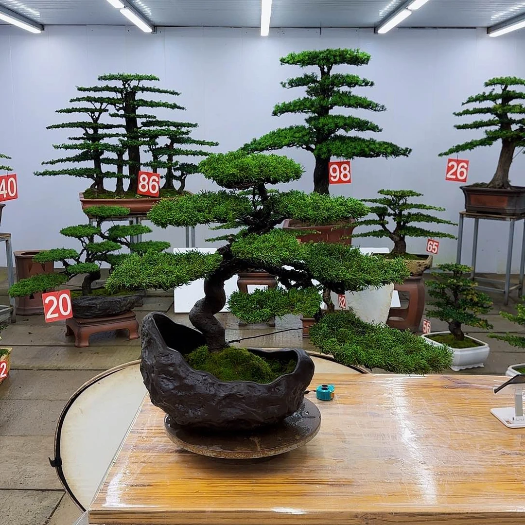 无花朵盆景直播间一物一拍