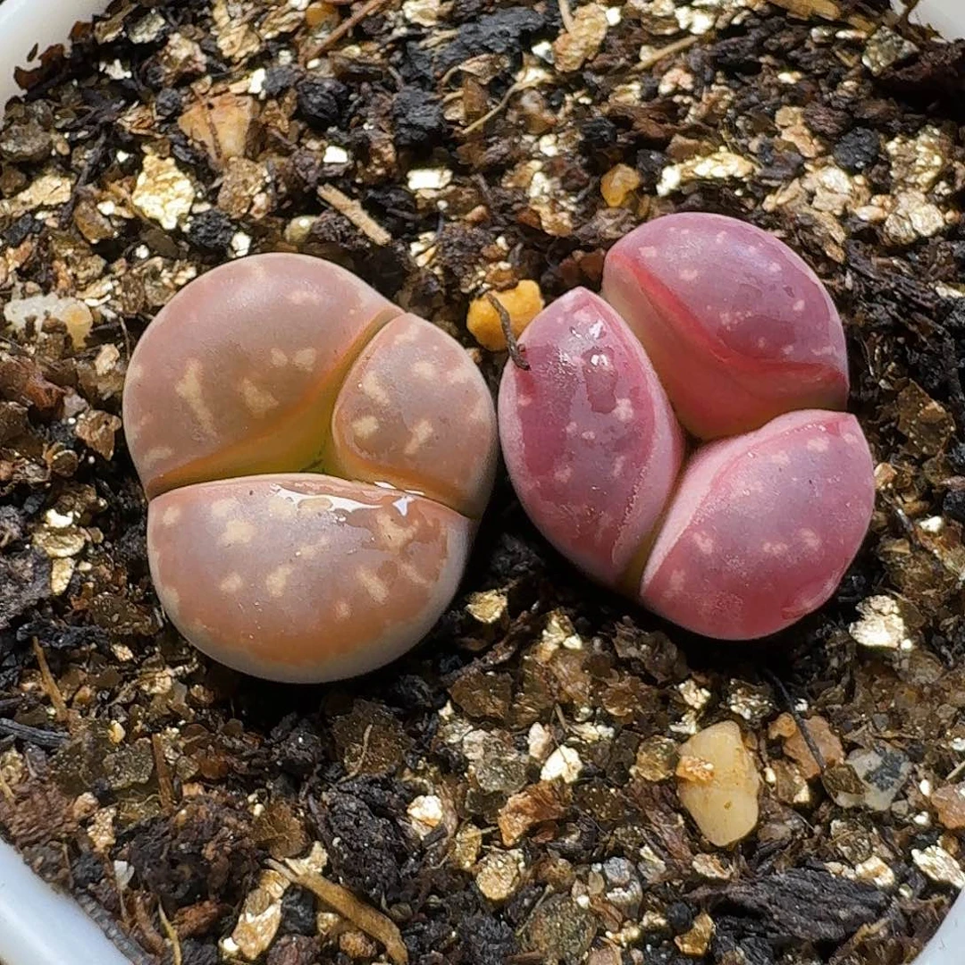 生石花23:：/。  121