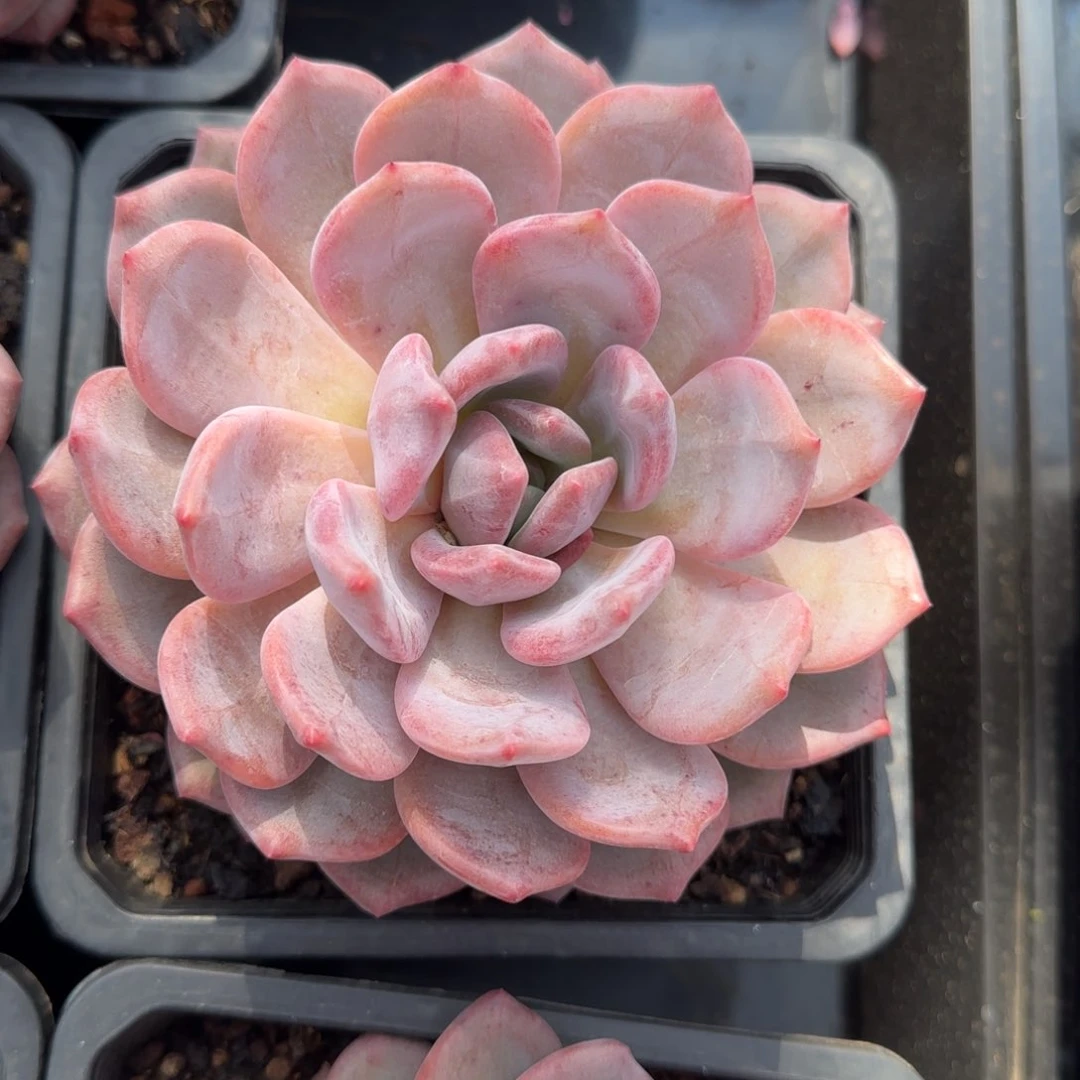 从前慢多肉编号爱丽尔单头