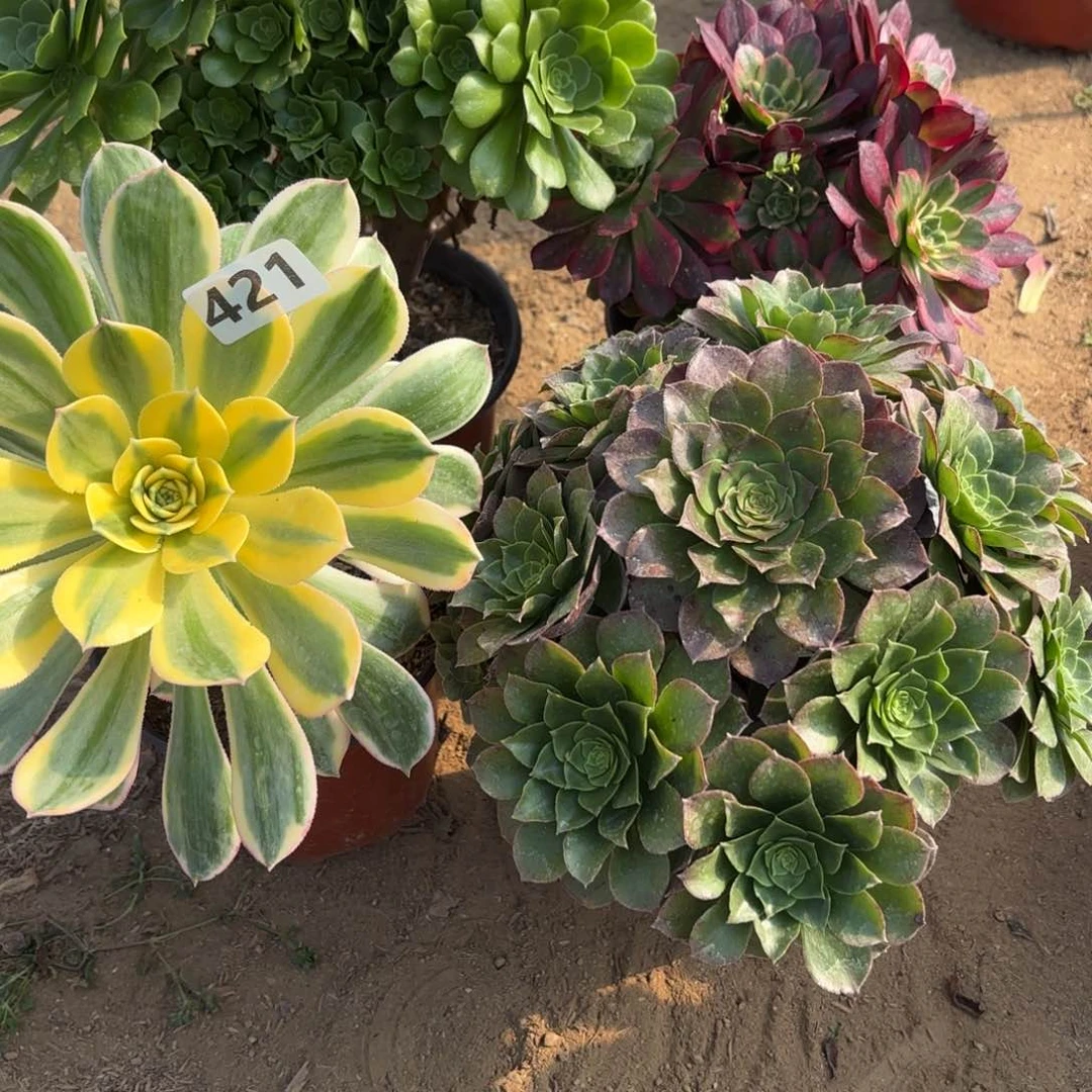 浓****?421法师套餐4棵不包损