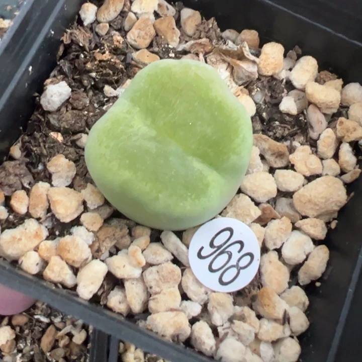 968好！111111111111