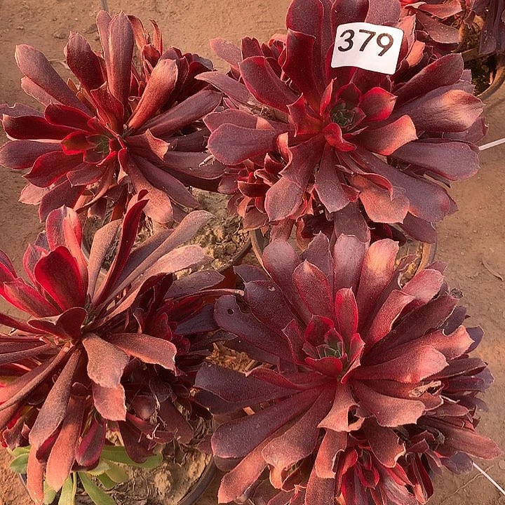 无花朵379四颗蒙娜丽莎北嫁接