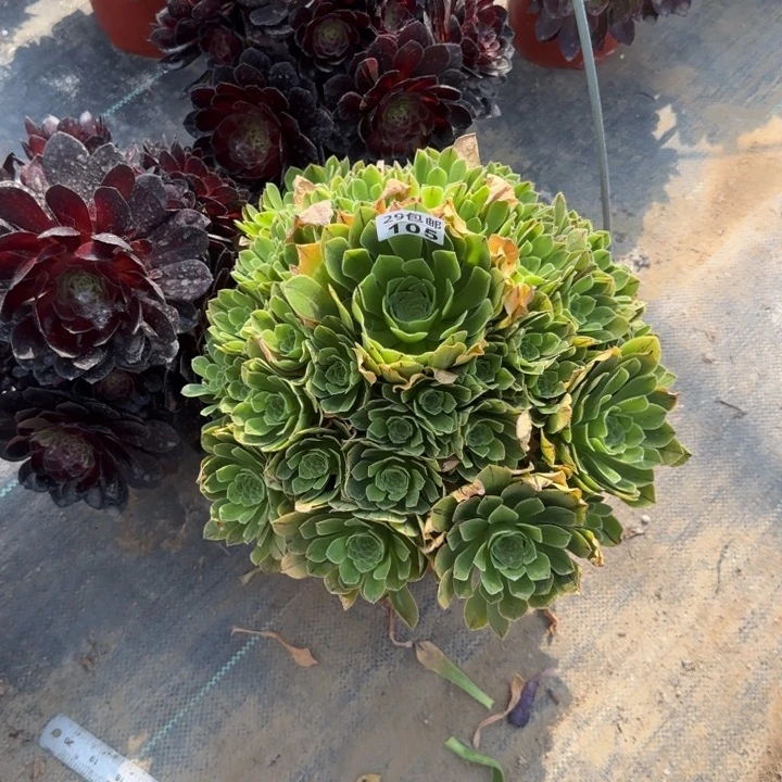 魅灵玫瑰……多肉植物……