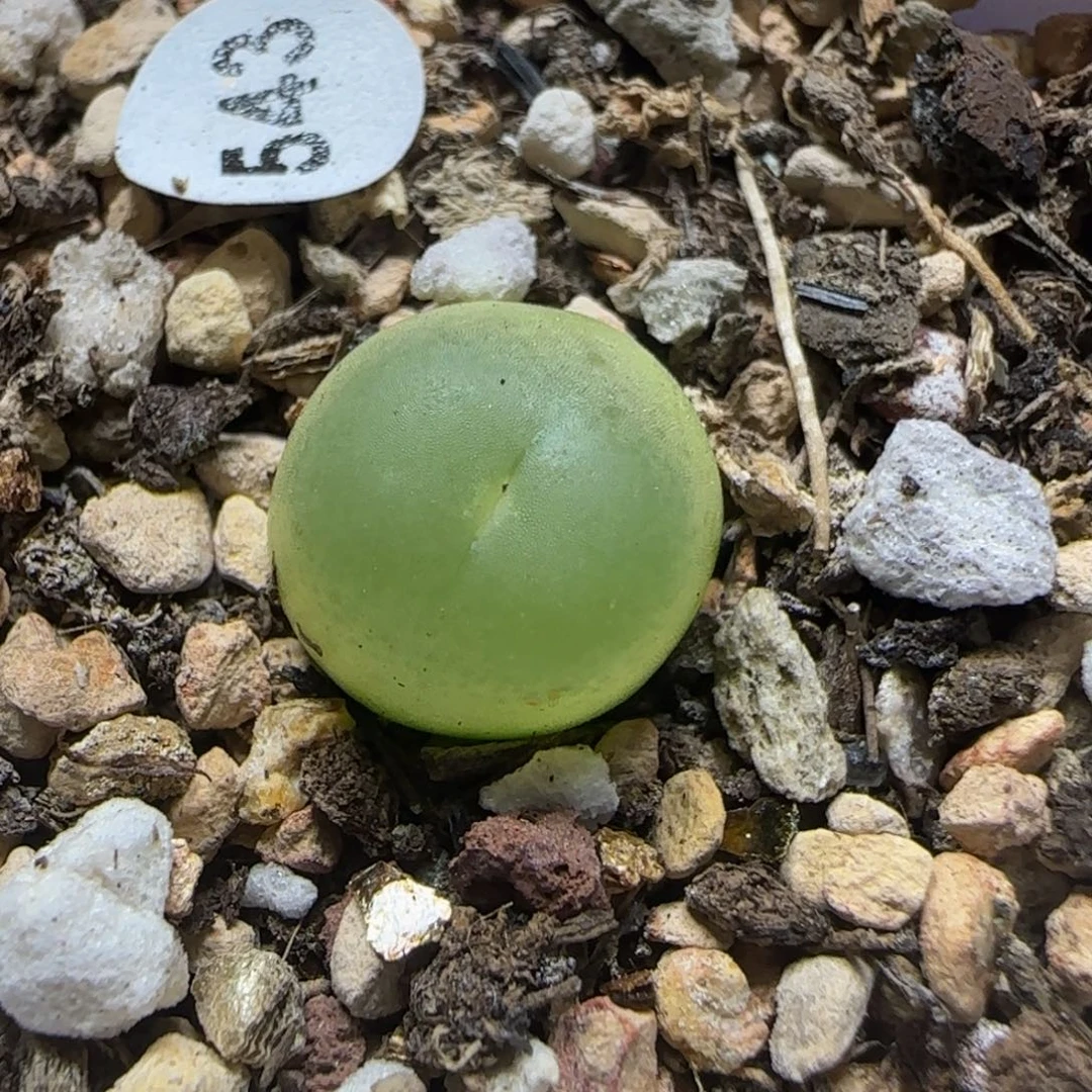 拉登1.2多肉植物543