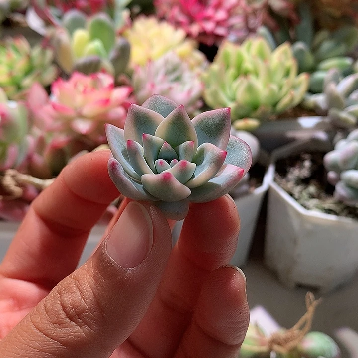 蓝鸟锦腹轮锦侧芽