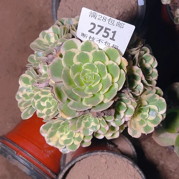 2751迈巴赫多肉植物