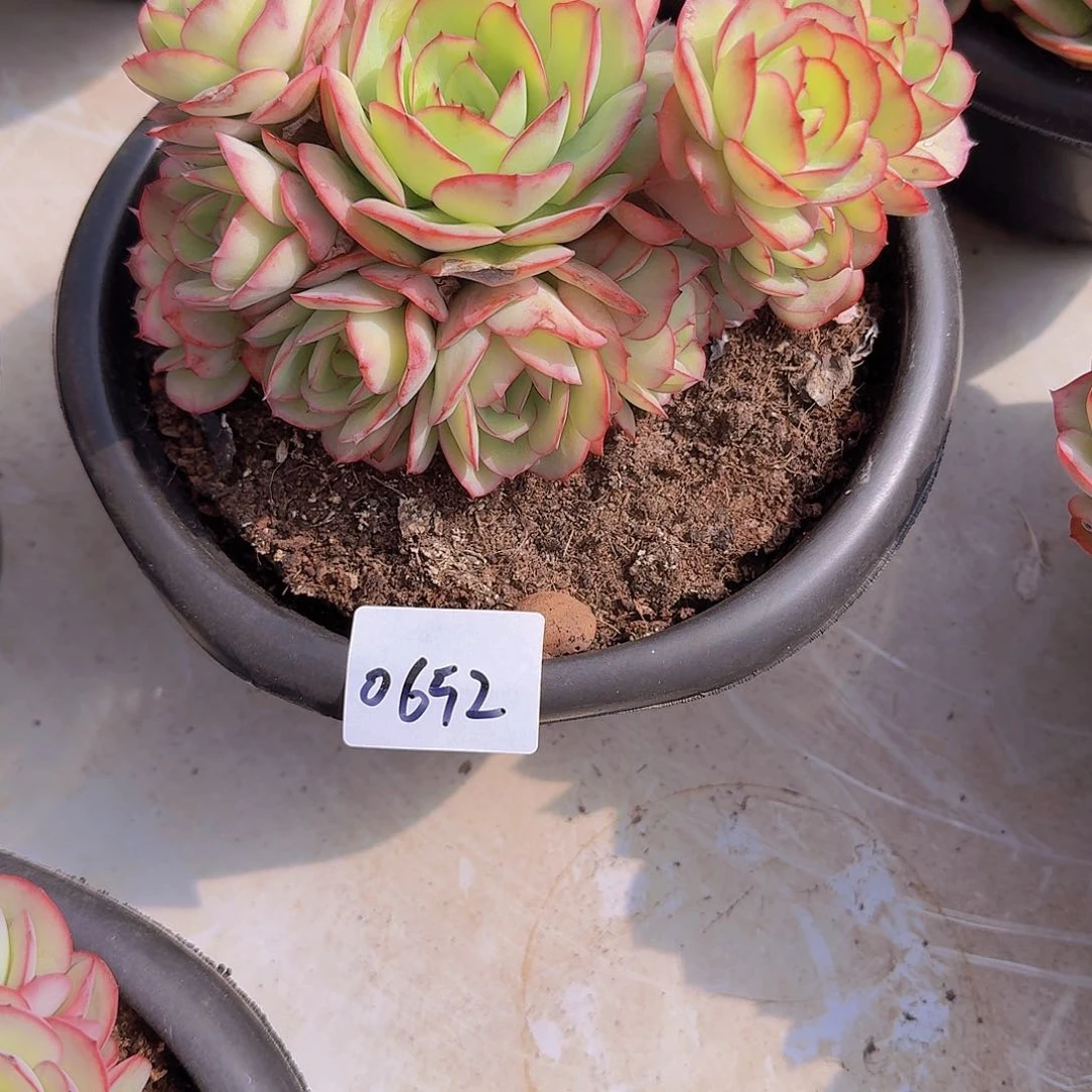 叶*0652牡丹亭多肉