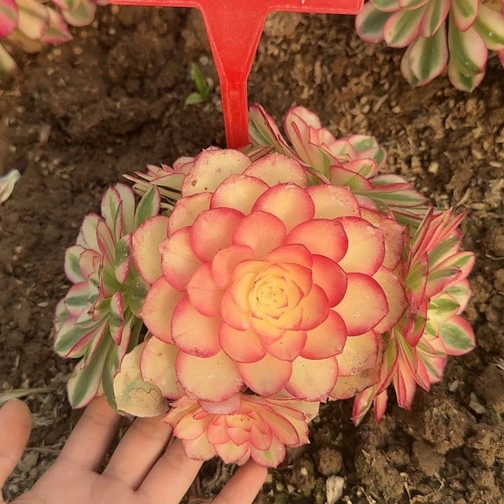 5-41荔枝多肉法师