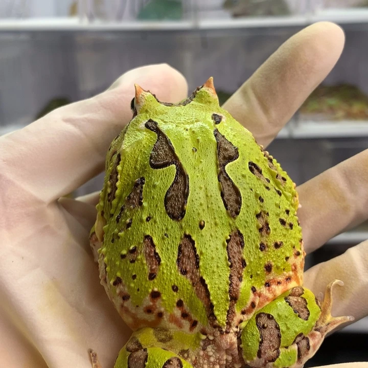 P***a角蛙蝴蝶蝴蝶蝴蝶