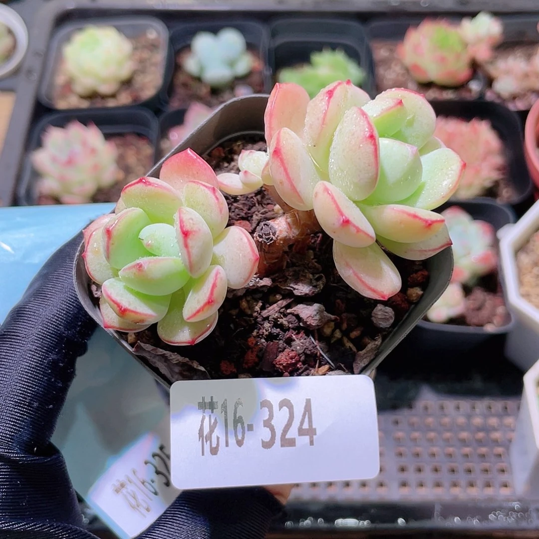 花利美16-324香草